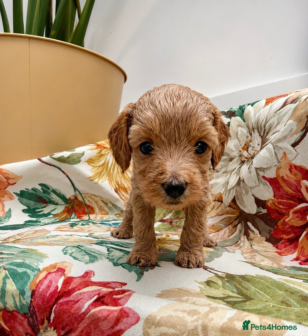 Labradoodle dogs Cute 🌸🌺 F1BB Miniature Labradoodle Puppies - Advert 2