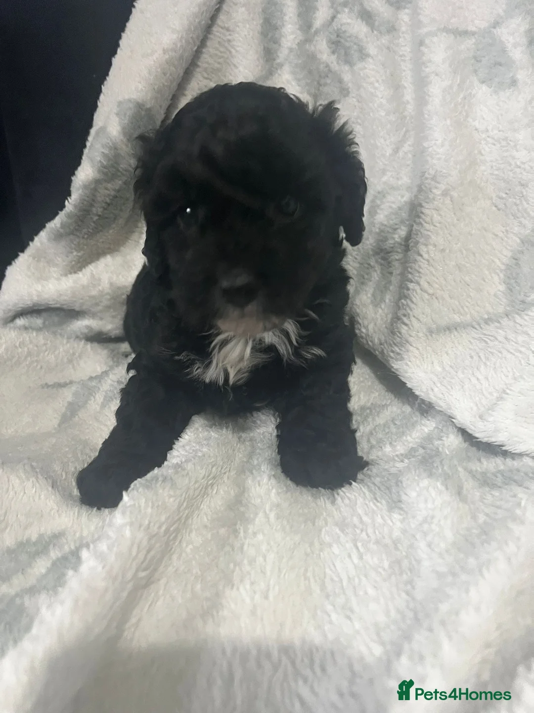 Cavapoo dogs for sale: Adorable toy cavapoo puppies health tested  - Advert 14