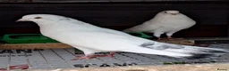 Pigeons birds for sale: Pair of Pouter Pigeons for sale - Advert 11