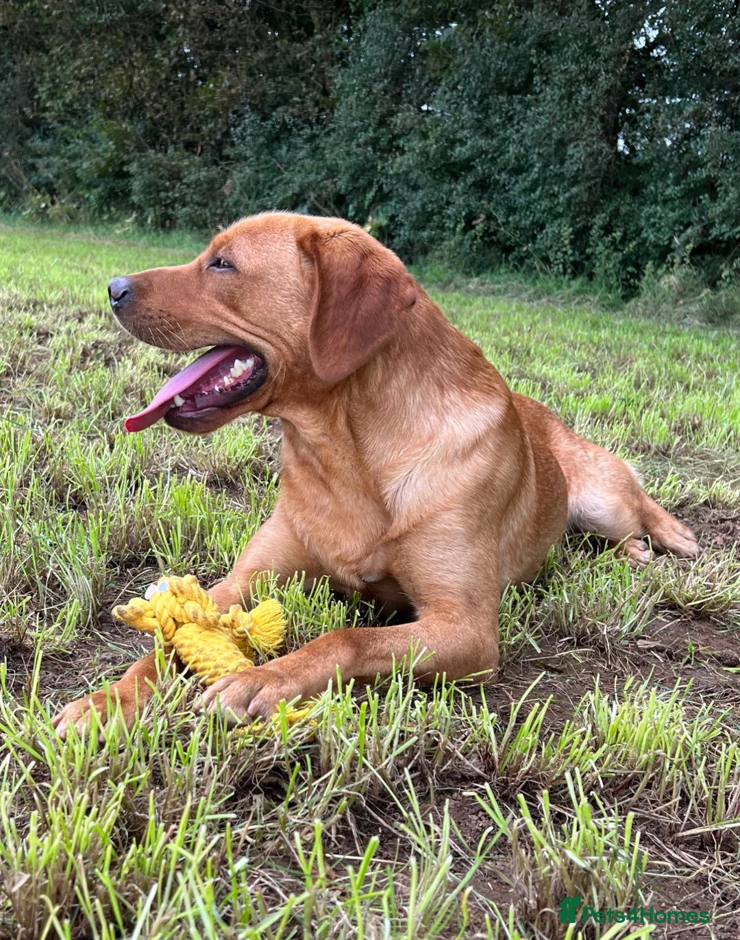 Labrador Retriever dogs for stud: Offering For Stud - KC Registered Fox Red Labrador in Launceston - Advert 2