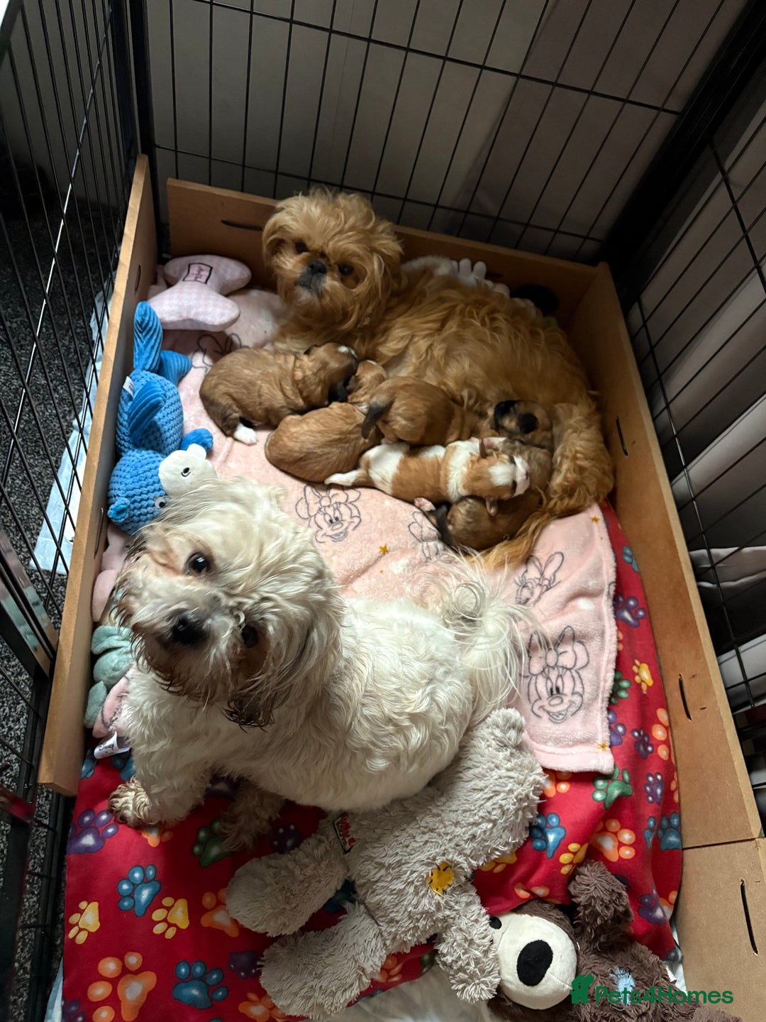 Shih Tzu dogs for sale: Adorable puppies  - Advert 2