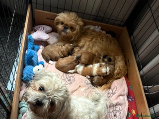 Shih Tzu dogs Adorable puppies - Advert 17