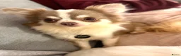 Chihuahua dogs for stud: Super Tiny lilac parti KC long coat Chihuahua STUD - Advert 13