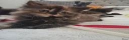 Persian cats for sale: Persian crossword - Advert 2