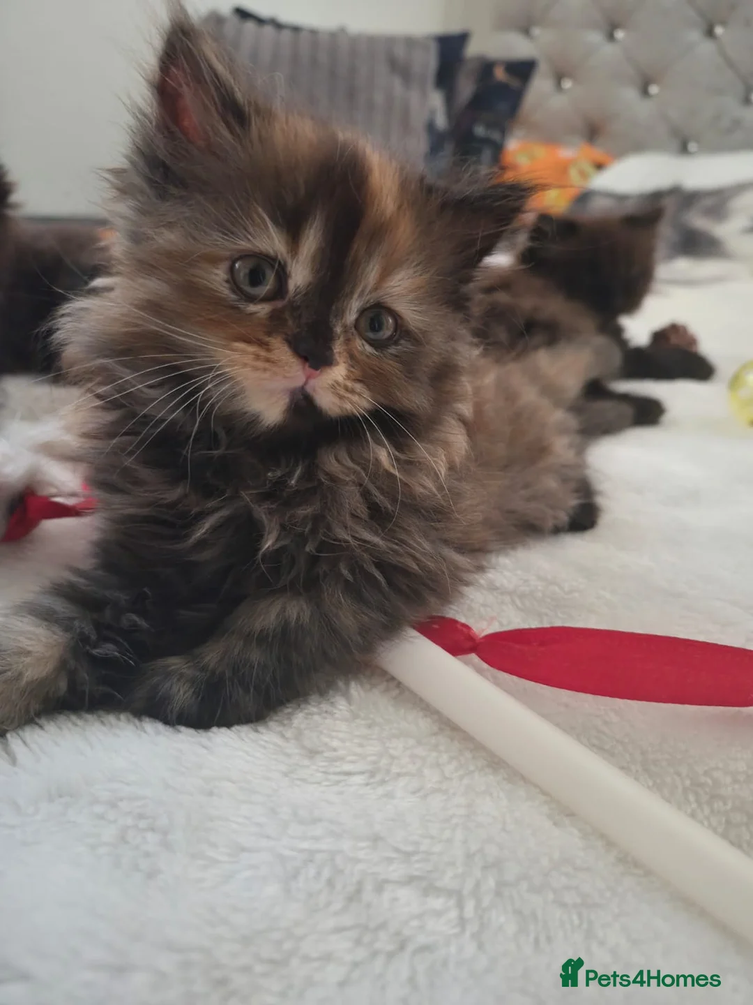 Persian cats for sale: Persian crossword - Advert 2