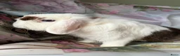 Mini Lop rabbits for sale: Pure bred show quality mini lops  - Advert 7