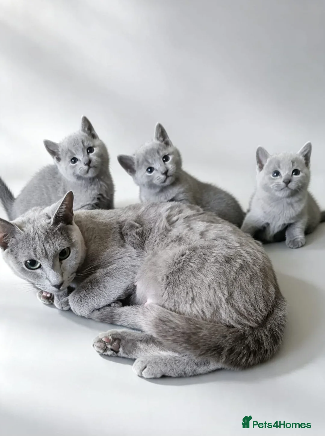 Russian Blue cats for sale: Pedigree Russian Blue kittens  - Advert 7