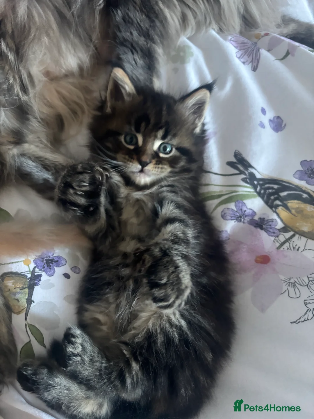 Maine Coon cats for sale: 3 Maine coon kittens looking for a loving home  - Advert 8