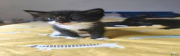 Mixed Breed cats for sale: Mixed breed black and white kitten  - Advert 1
