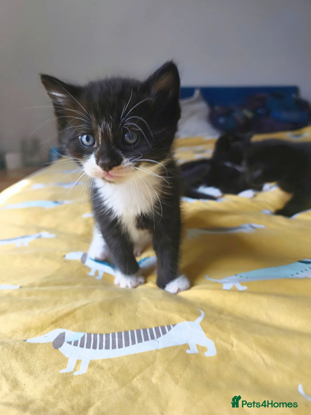 Mixed Breed cats for sale: Mixed breed black and white kitten  - Advert 1