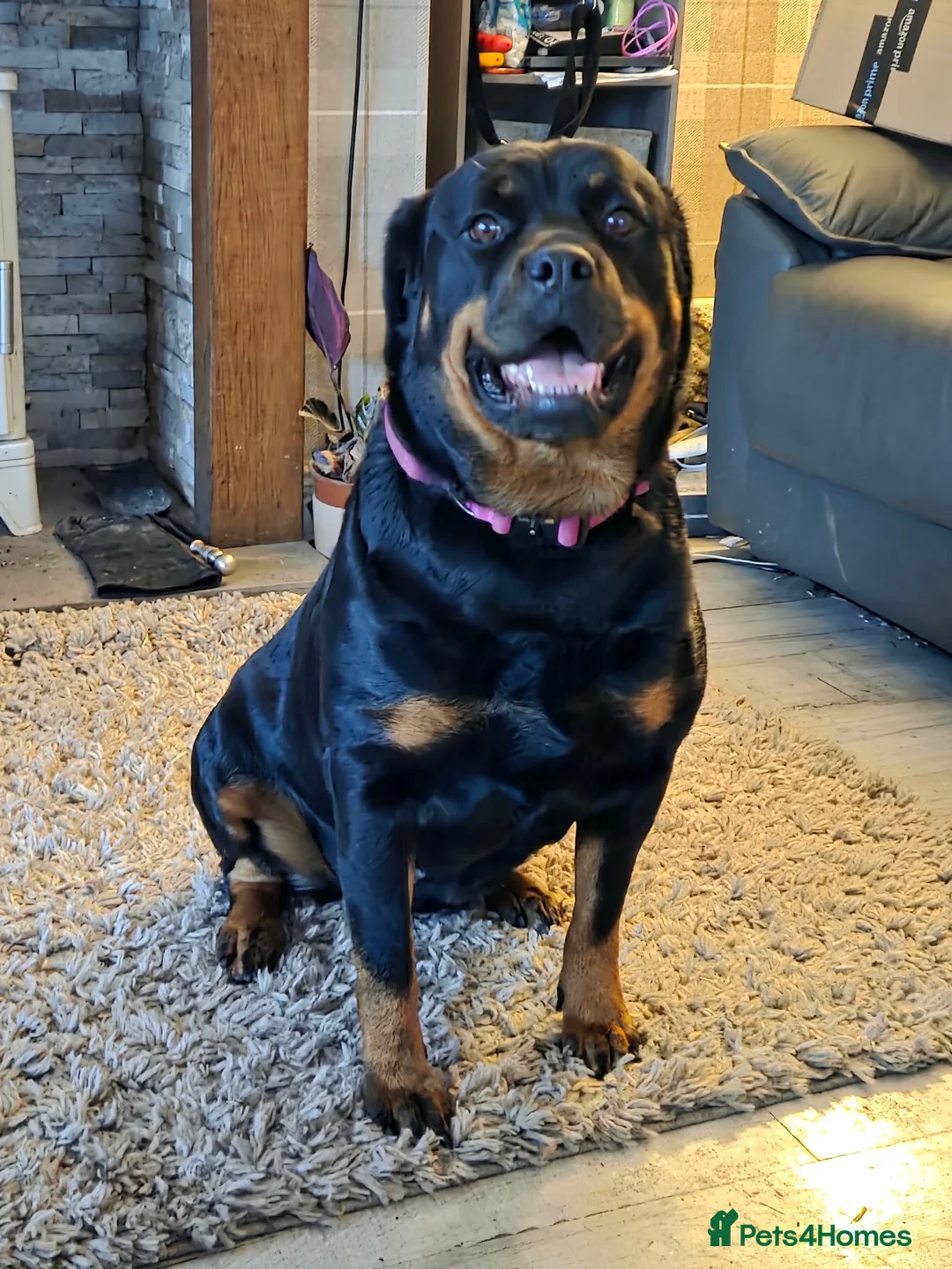 Rottweiler dogs for sale: Long haired Rottweilers  - Advert 2