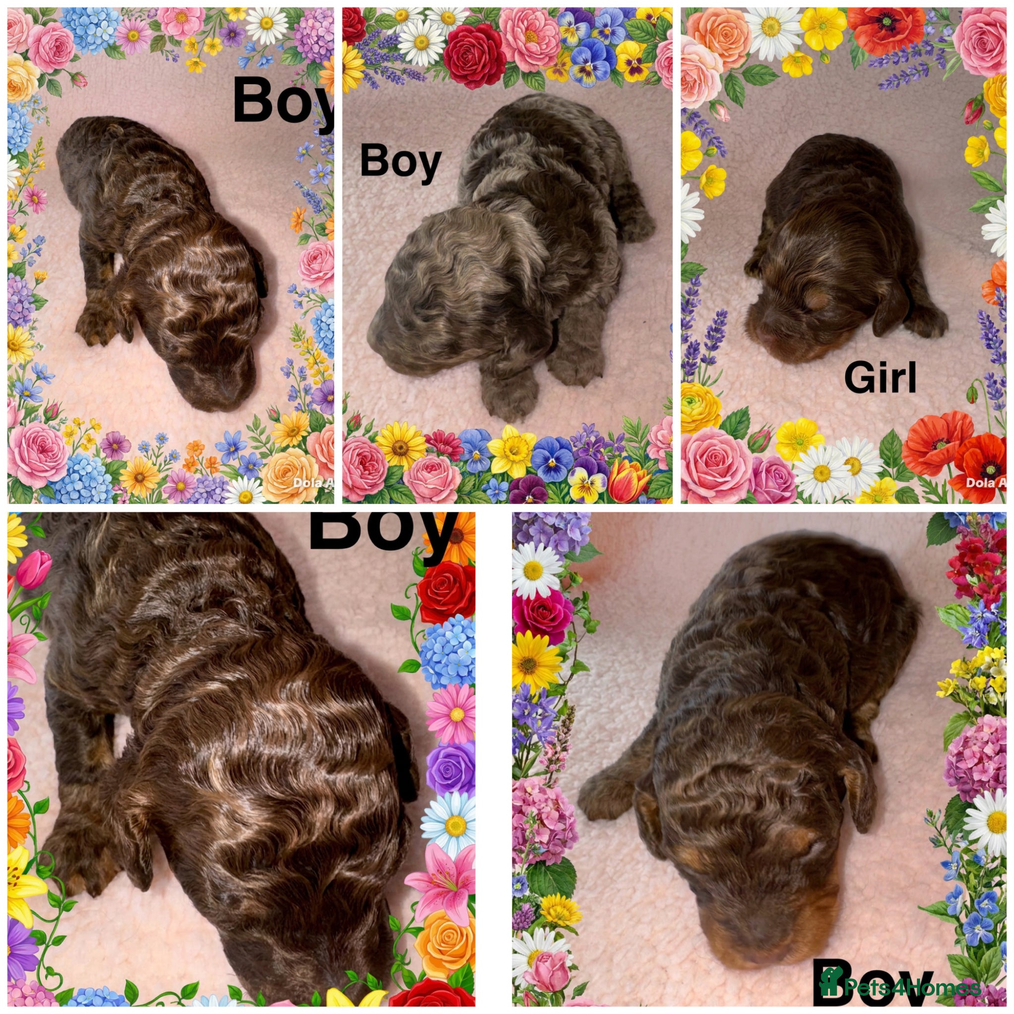 Cockapoo dogs DNA TESTED, Stunning Cockapoo Pups,Ready 5th June  - Advert 10