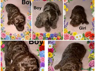 Cockapoo dogs DNA TESTED, Stunning Cockapoo Pups,Ready 5th June - Advert 7