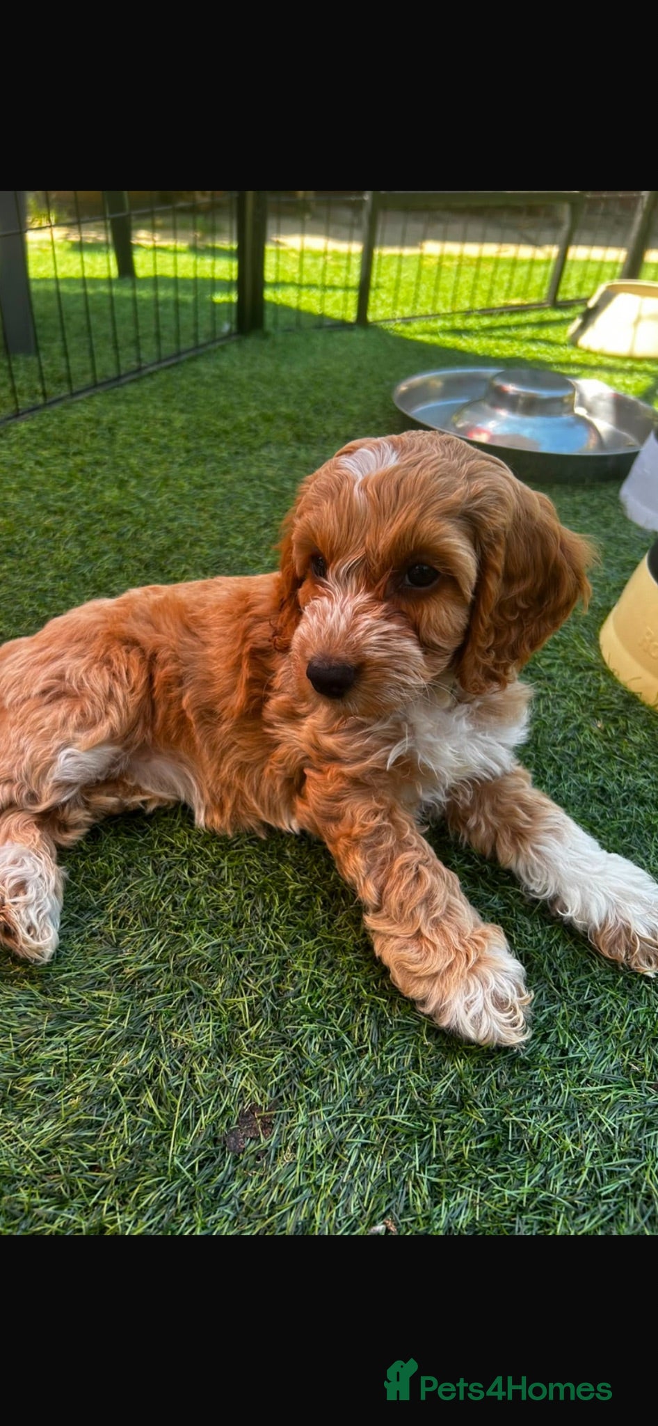 Cockapoo dogs F1 beautiful litter both parents DNA tested clear - Advert 1