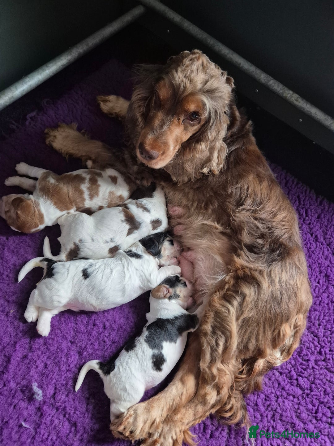Cocker Spaniel dogs for sale: Roan show cocker spaniels  - Image 6