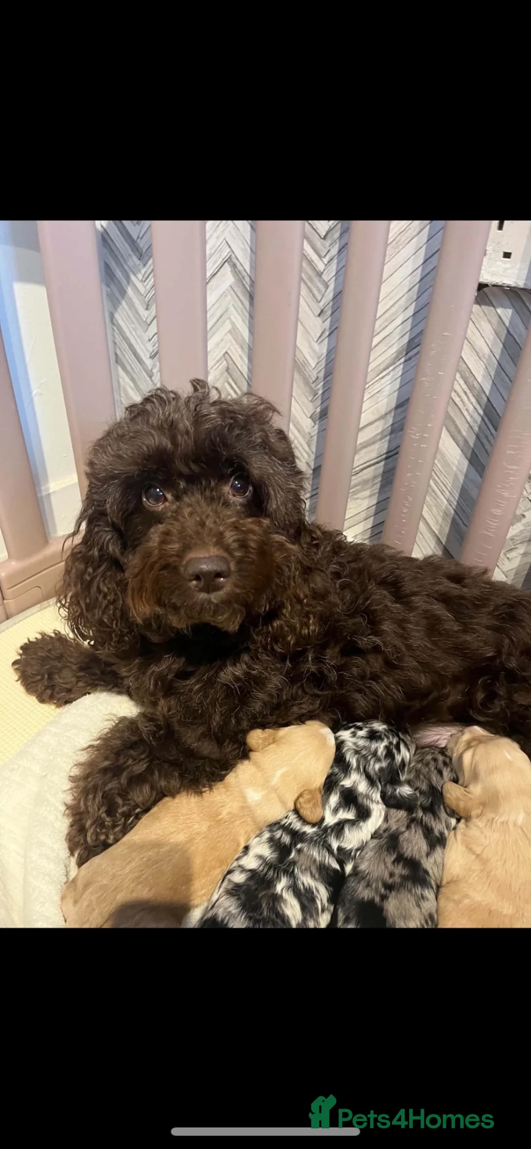 Sheepadoodle dogs for sale: Unique mini sheepadoodle mix - Advert 23