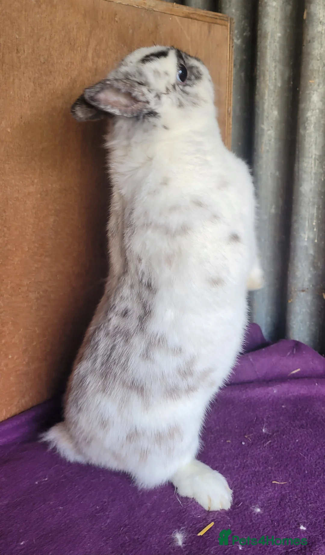Netherland Dwarf rabbits for sale: Beautiful 'Bubble' Netherland Dwarf doe - Advert 2