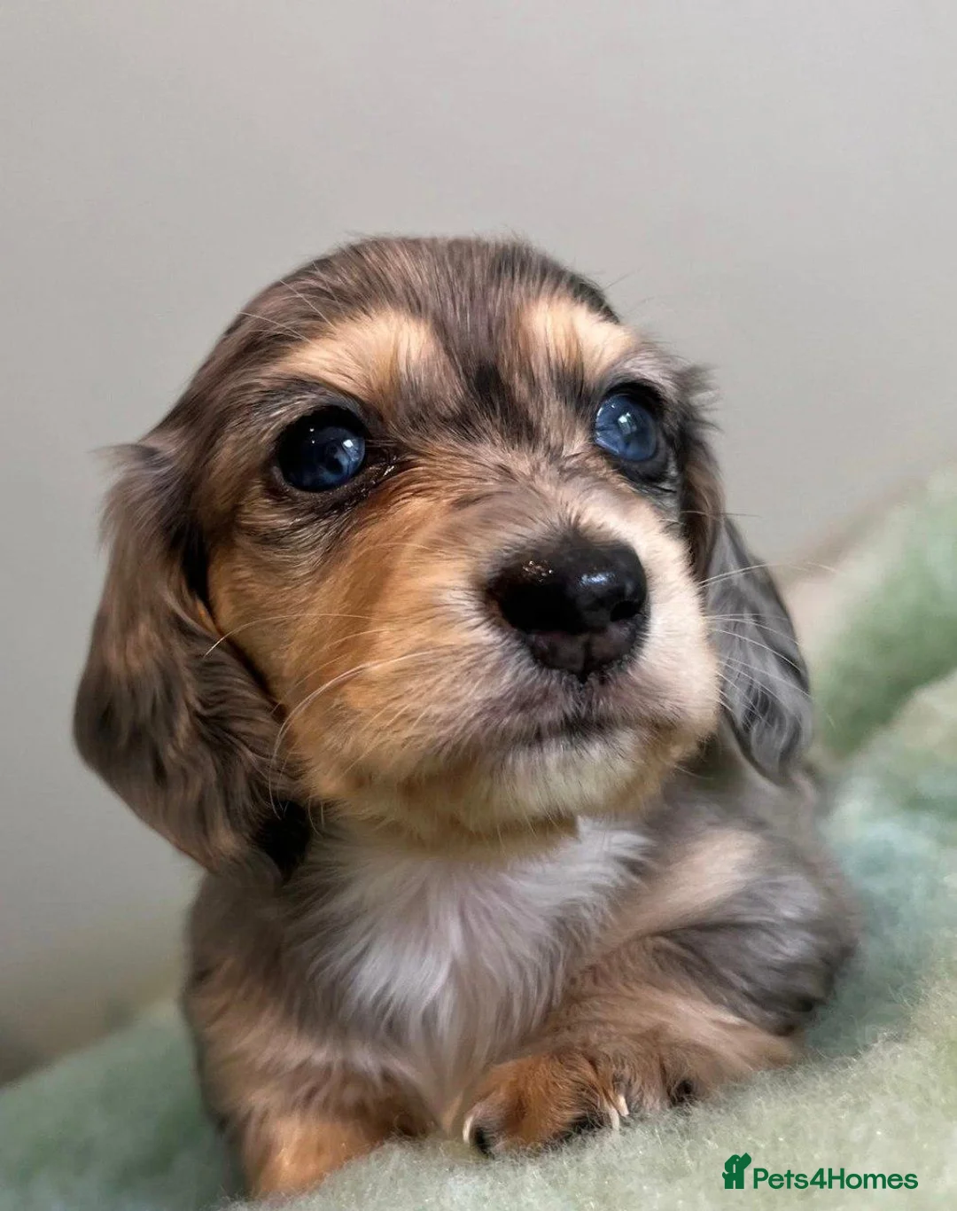Miniature Dachshund dogs for sale: Beautiful Miniature Dachshund Puppies - Advert 5