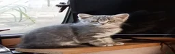 British Shorthair cats for sale: British shorthair kittens in Southampton - Advert 11