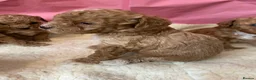 Maltipoo dogs for sale: RARE Tiny F1B Asian maltipoo puppies - Advert 19