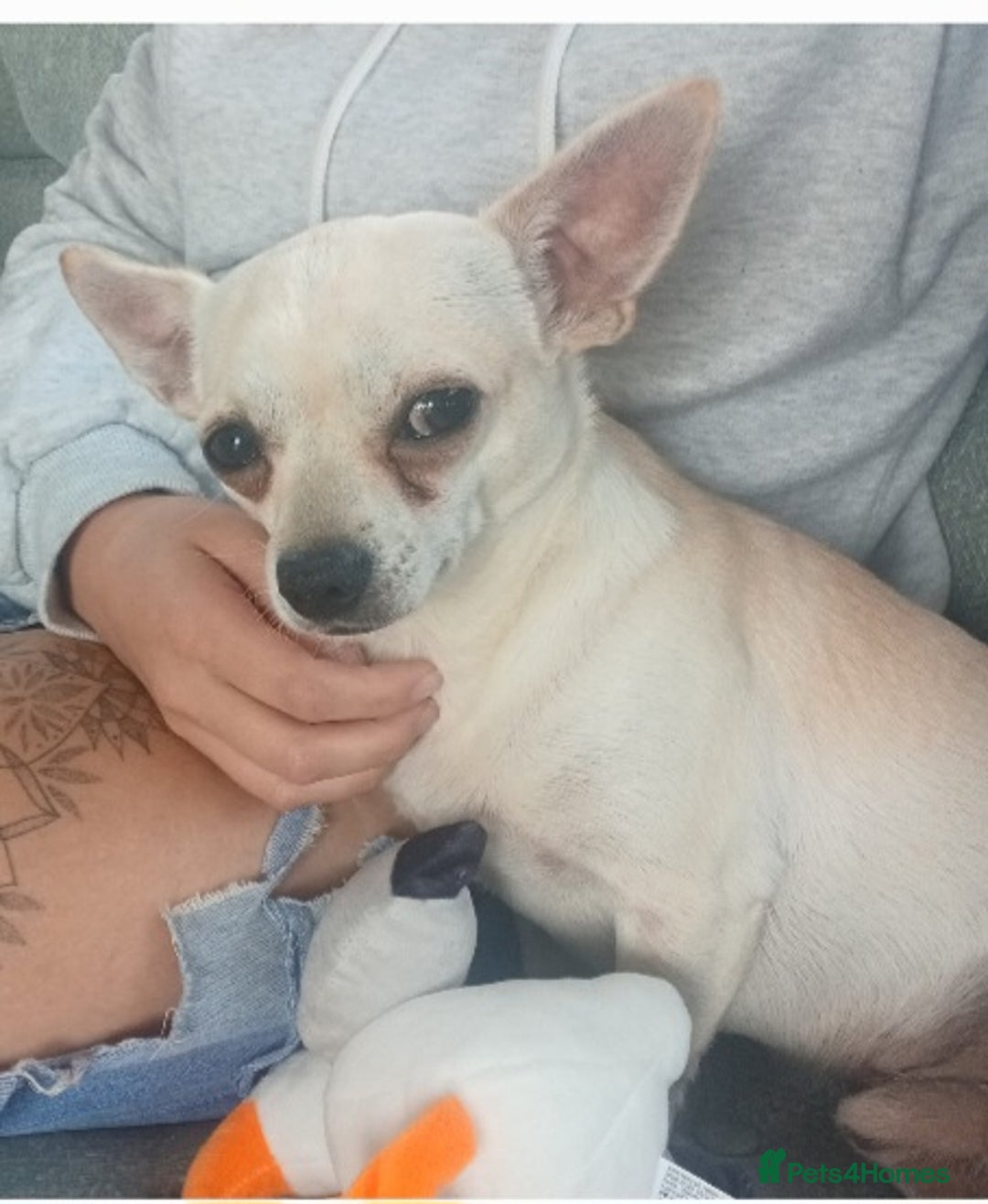 Chihuahua dogs for stud: Male chihuahua  - Advert 8