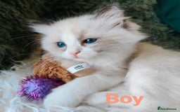 Ragdoll cats for sale: GCCF REGISTERED EUROPEAN LINE RAGDOLL KITTENS  - Image 20