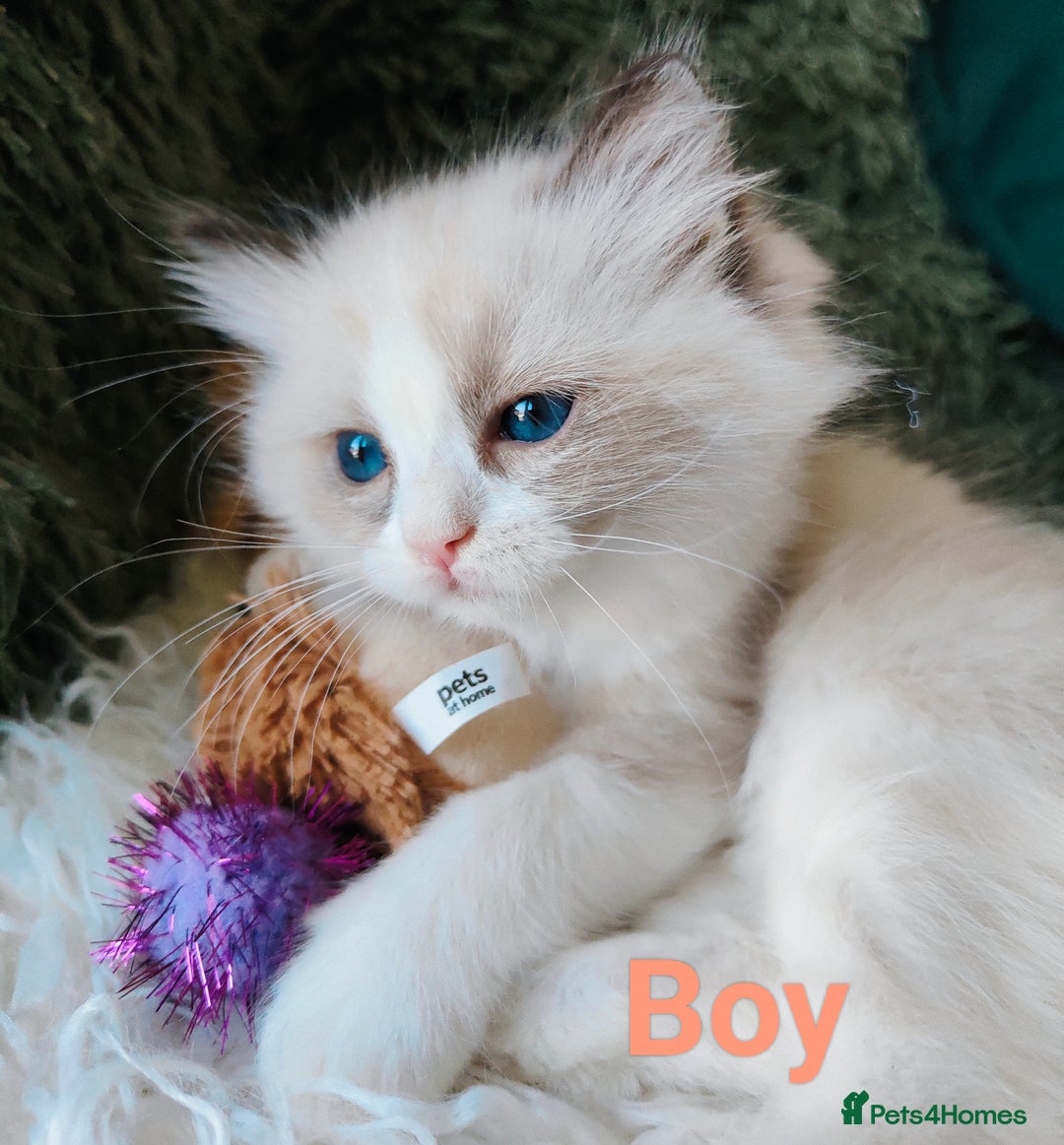 Ragdoll cats for sale: GCCF REGISTERED EUROPEAN LINE RAGDOLL KITTENS  - Image 20