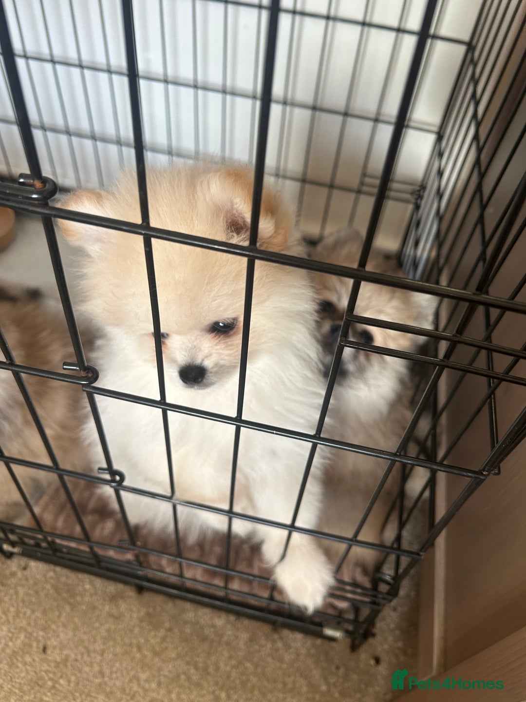 Pomeranian dogs for sale: Ready now***tiny teddy faced Pomeranian baby’s.  - Advert 18