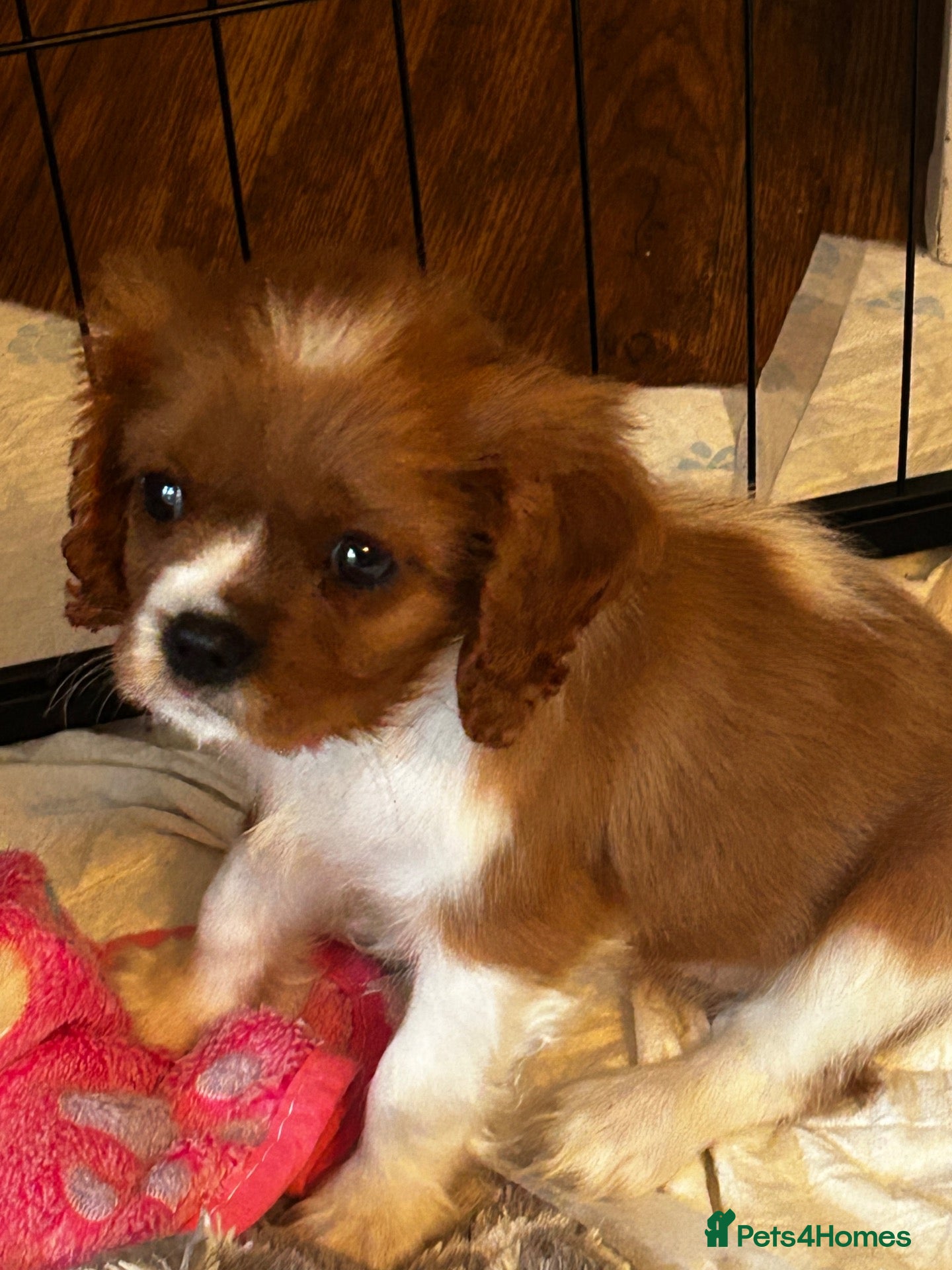 Cavalier King Charles Spaniel dogs Stunning girl looking for her forever home  - Advert 16