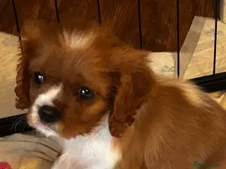 Cavalier King Charles Spaniel dogs Stunning girl looking for her forever home - Advert 16