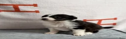 Australian Shepherd dogs for sale: Kc Australia shepherd puppies health test parents - Advert 6
