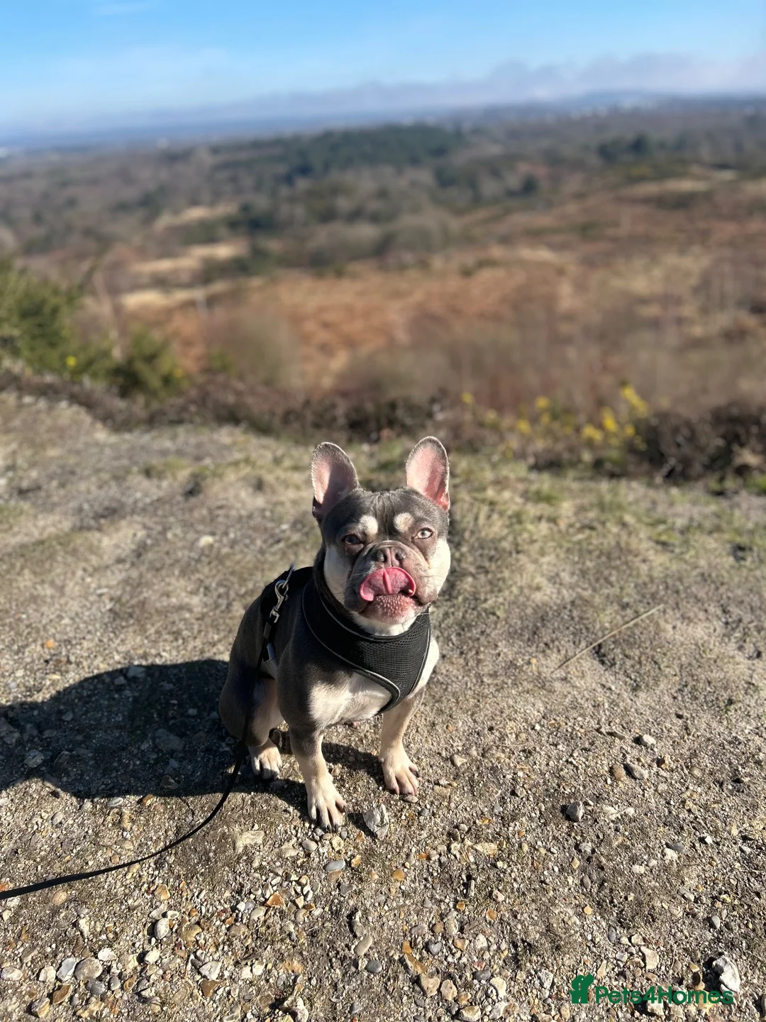 French Bulldog dogs for sale: Rocco for Rehome.  in Godalming - Advert 5