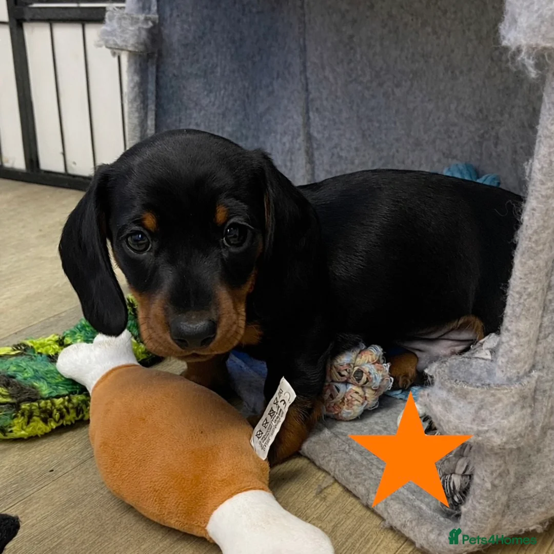 Miniature Dachshund dogs for sale: SOLD SOLD  Miniature Smooth Dachshund Puppues - Advert 5