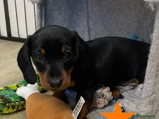 Miniature Dachshund dogs Miniature Smooth Dachshund Boy Puppies - Advert 7