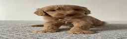 Cockapoo dogs for sale: Cockapoo Puppies  - Advert 6