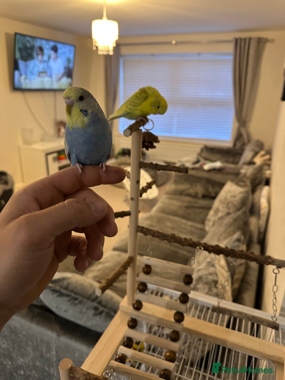 Budgerigars birds for sale: Budgies and cages for sale! - Advert 1