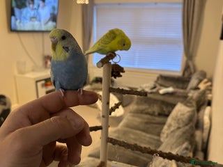 Budgerigars birds Budgies and cages for sale! - Advert 1