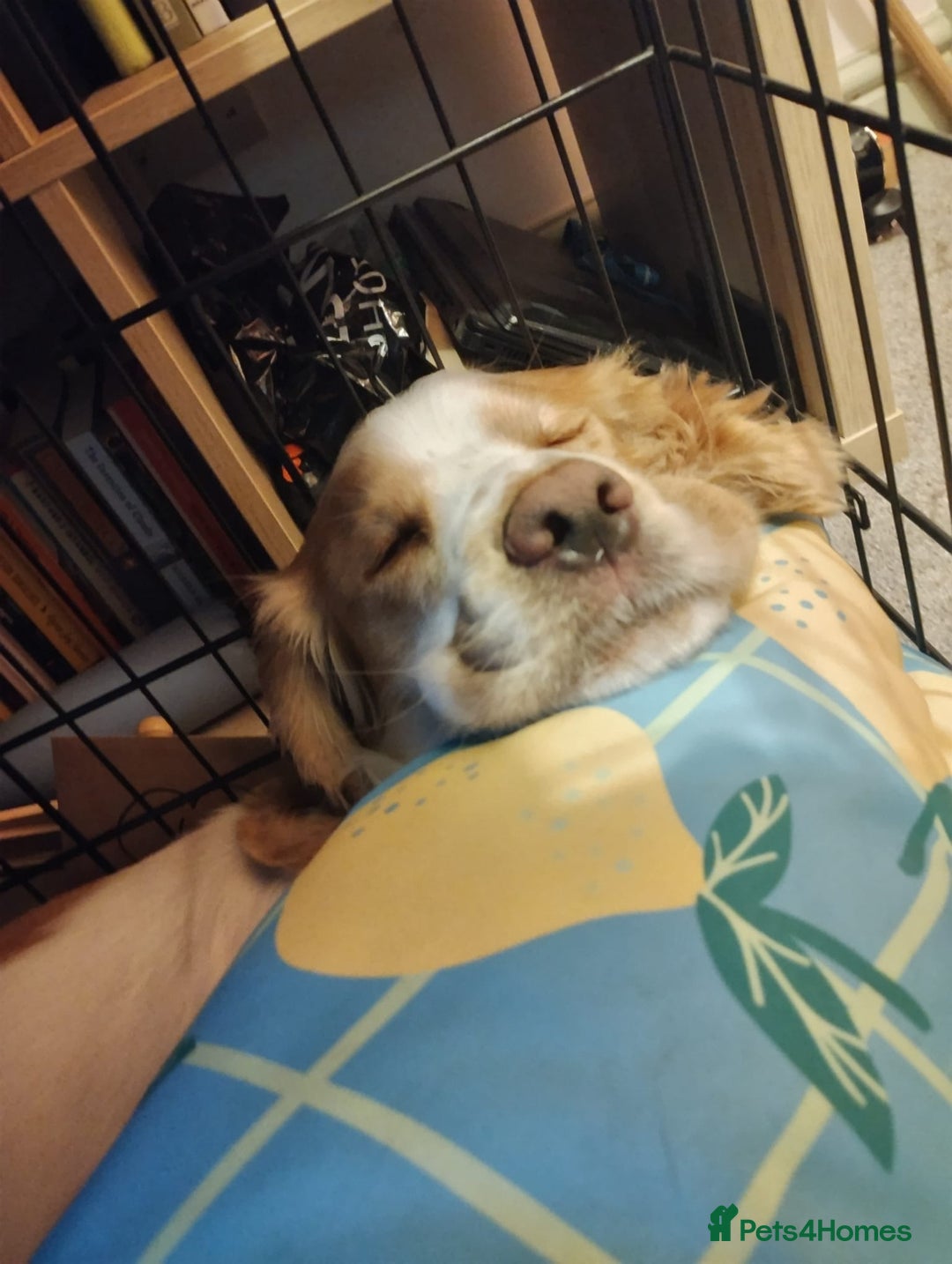 Cocker Spaniel dogs for sale: Happy, Healthy, Well Trained Cocker Spaniel - Advert 2