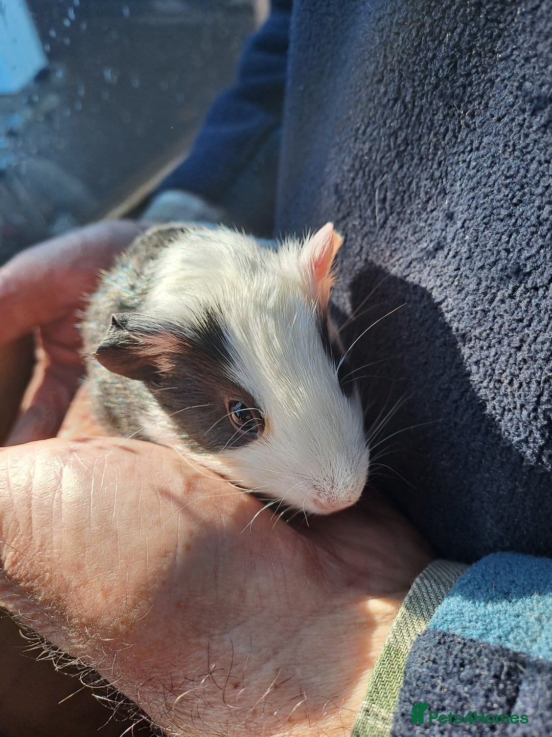 Guinea Pig rodents for sale: Baby guinea pigs for sale  - Advert 3