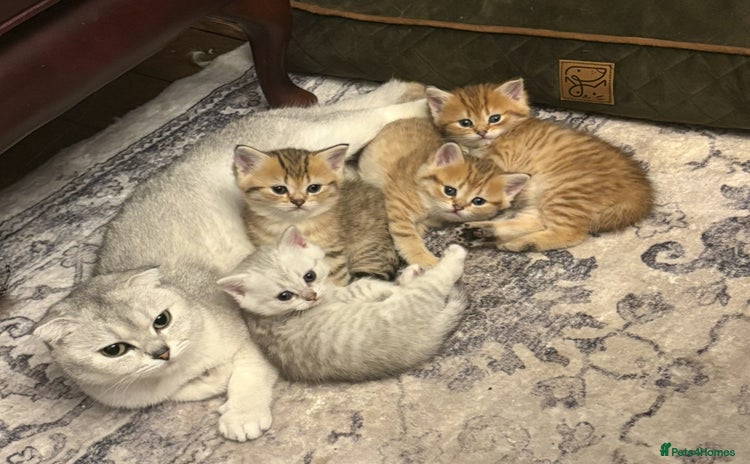 Scottish Fold cats - Advert 9