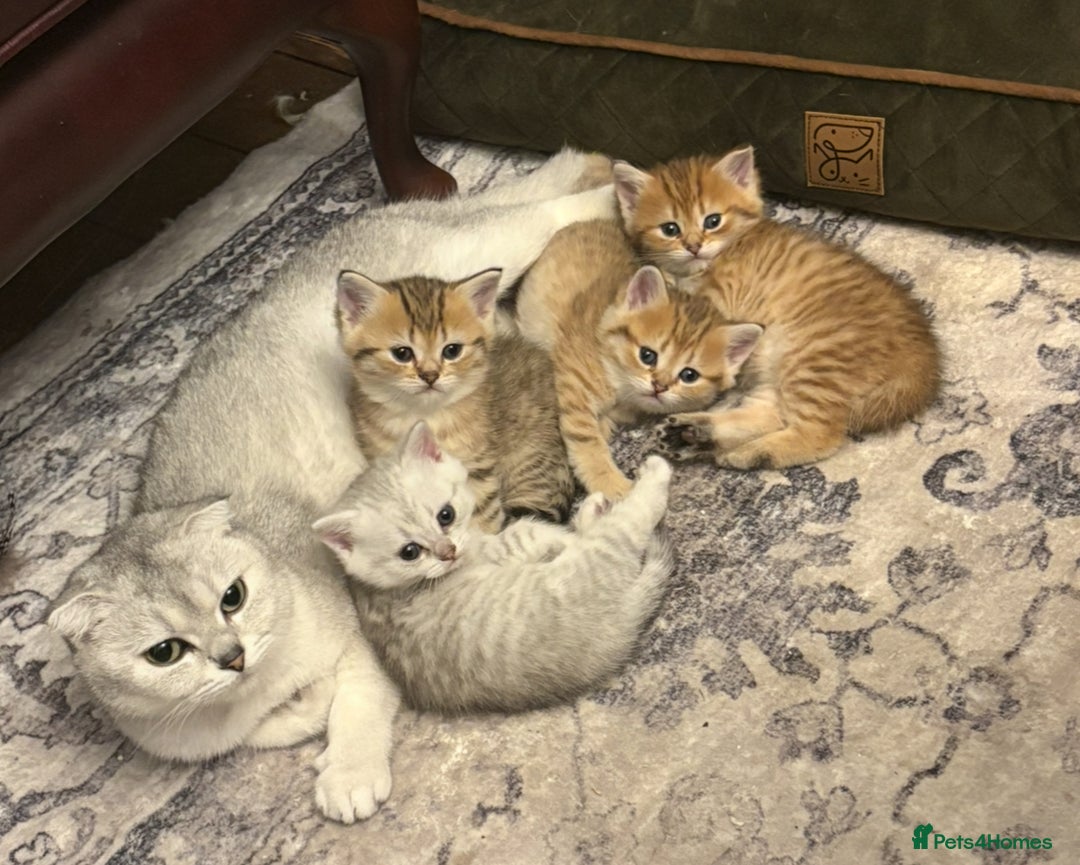 Scottish Fold cats for sale: Exquisite Scottish fold ( straight ears)  - Image 1