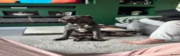 Cane Corso dogs for sale: 8 Month Old Male Cane Corso  in Barnetby - Advert 6