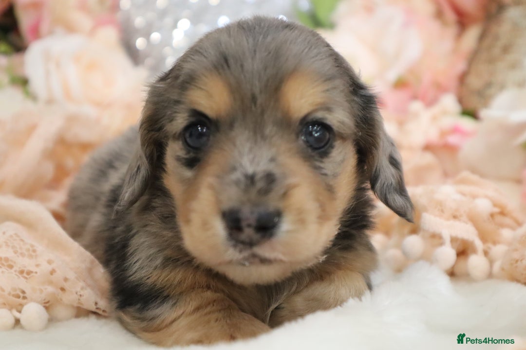 Miniature Dachshund dogs for sale: KC Registered Miniature Dachshund Puppies - Image 18
