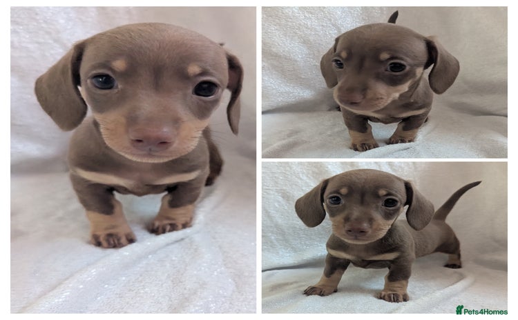Miniature Dachshund dogs - Advert 16