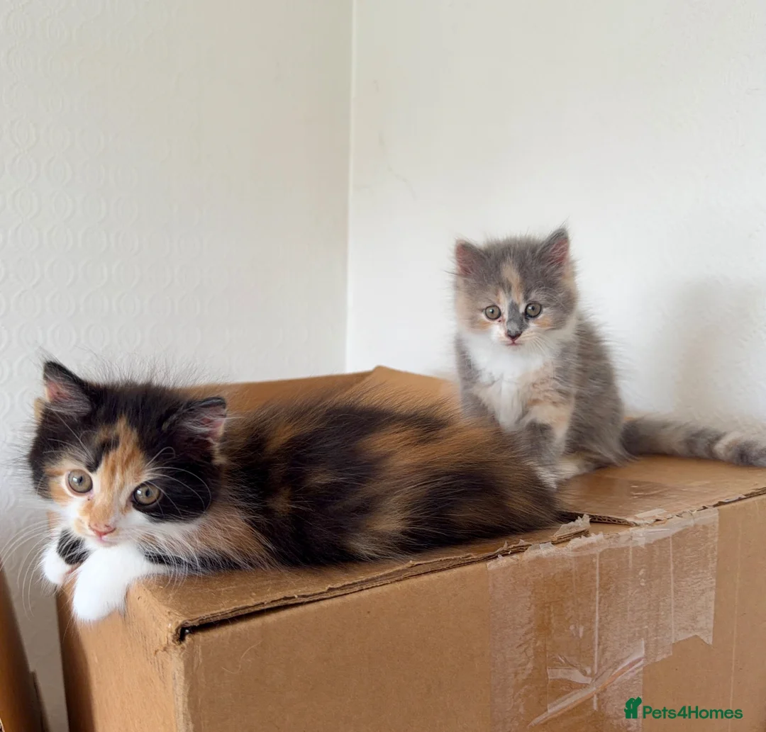 Persian cats for sale: Mix Persian Kittens Ready 2 Collect! - Advert 1