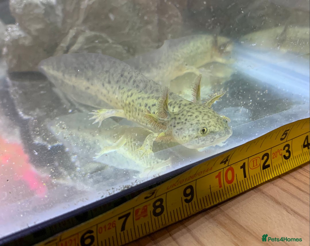 Axolotl reptiles for sale: Nicely grown on Axolotls mixed colours - Image 9