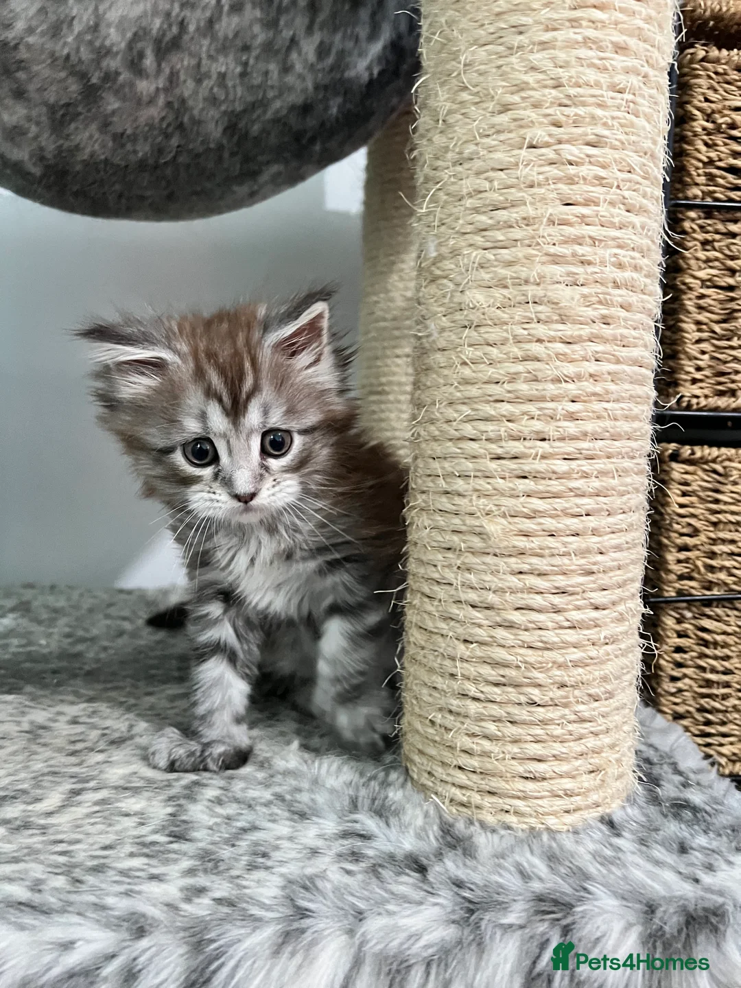 Maine Coon cats for sale: Polydactyl Maine Coon Girl! - Advert 4