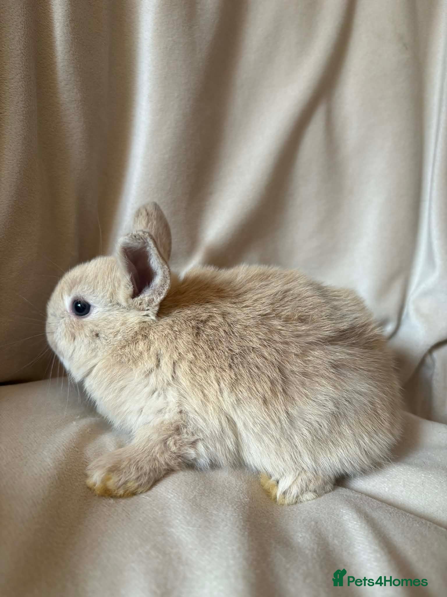 Mini Lop rabbits Mini lop baby rabbits  - Advert 2