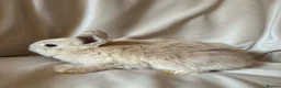 Mini Lop rabbits for sale: Mini lop baby rabbits REDUCED  - Advert 2