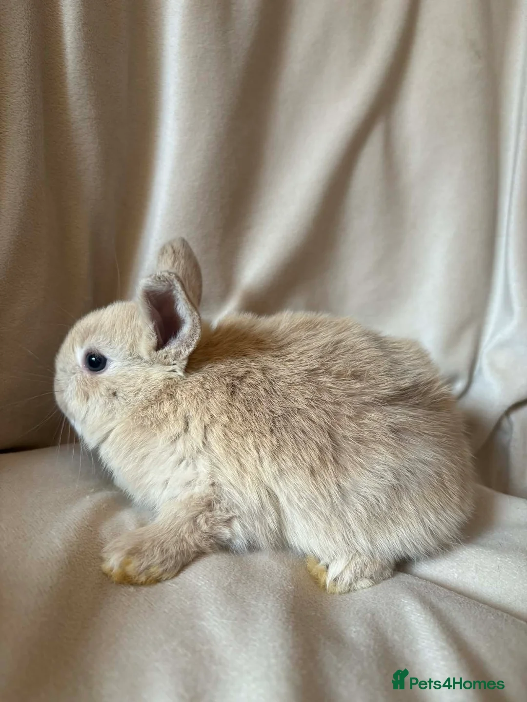 Mini Lop rabbits for sale: Mini lop baby rabbits REDUCED  - Advert 2